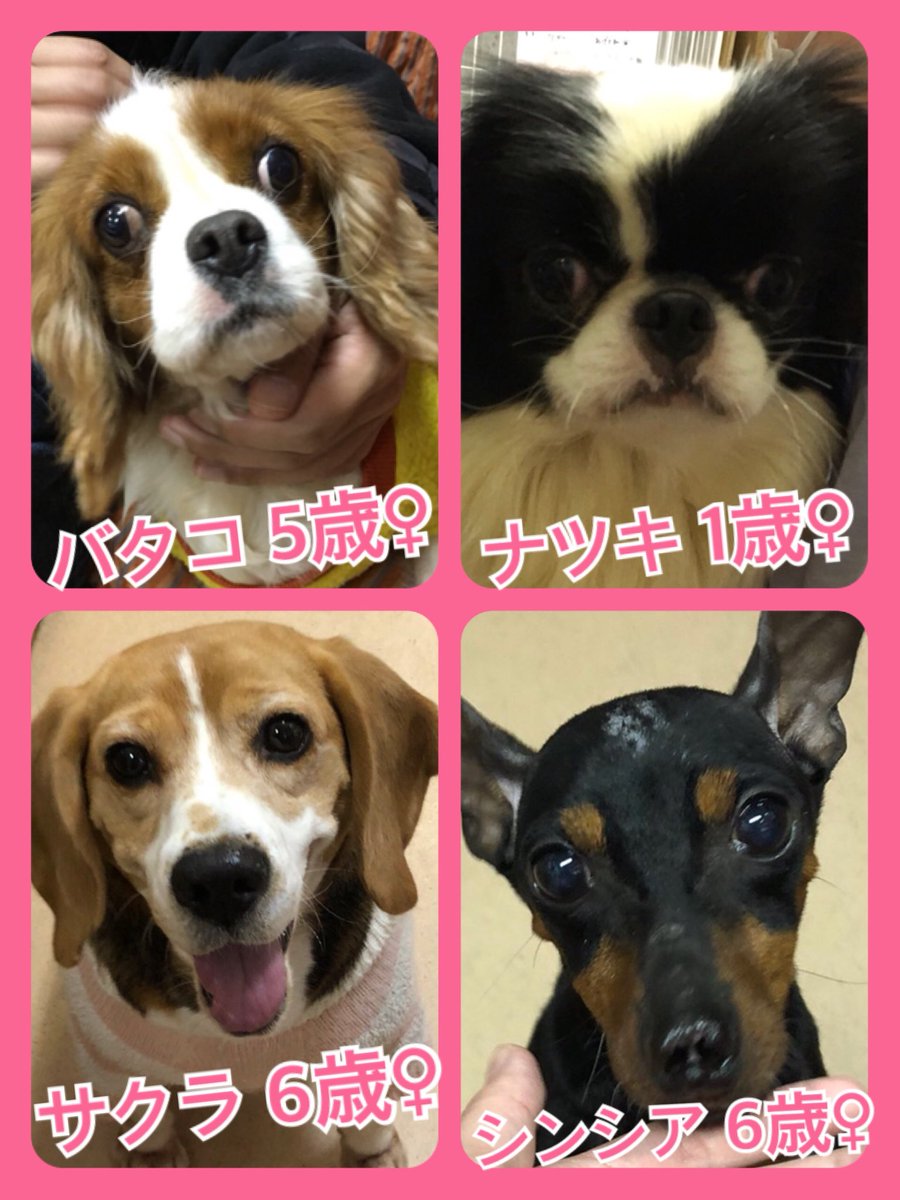 🐾今日の里親様募集中ワンコ🐶メンバーです🐾2019,12,28